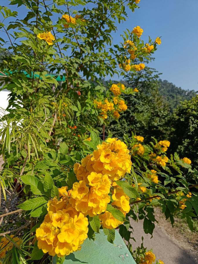 Nature * Rishikesh