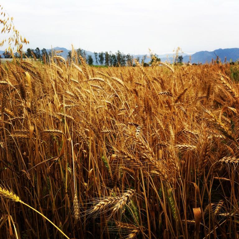 Nature Care Village- Rajaji National Park Farm stay Rishikesh