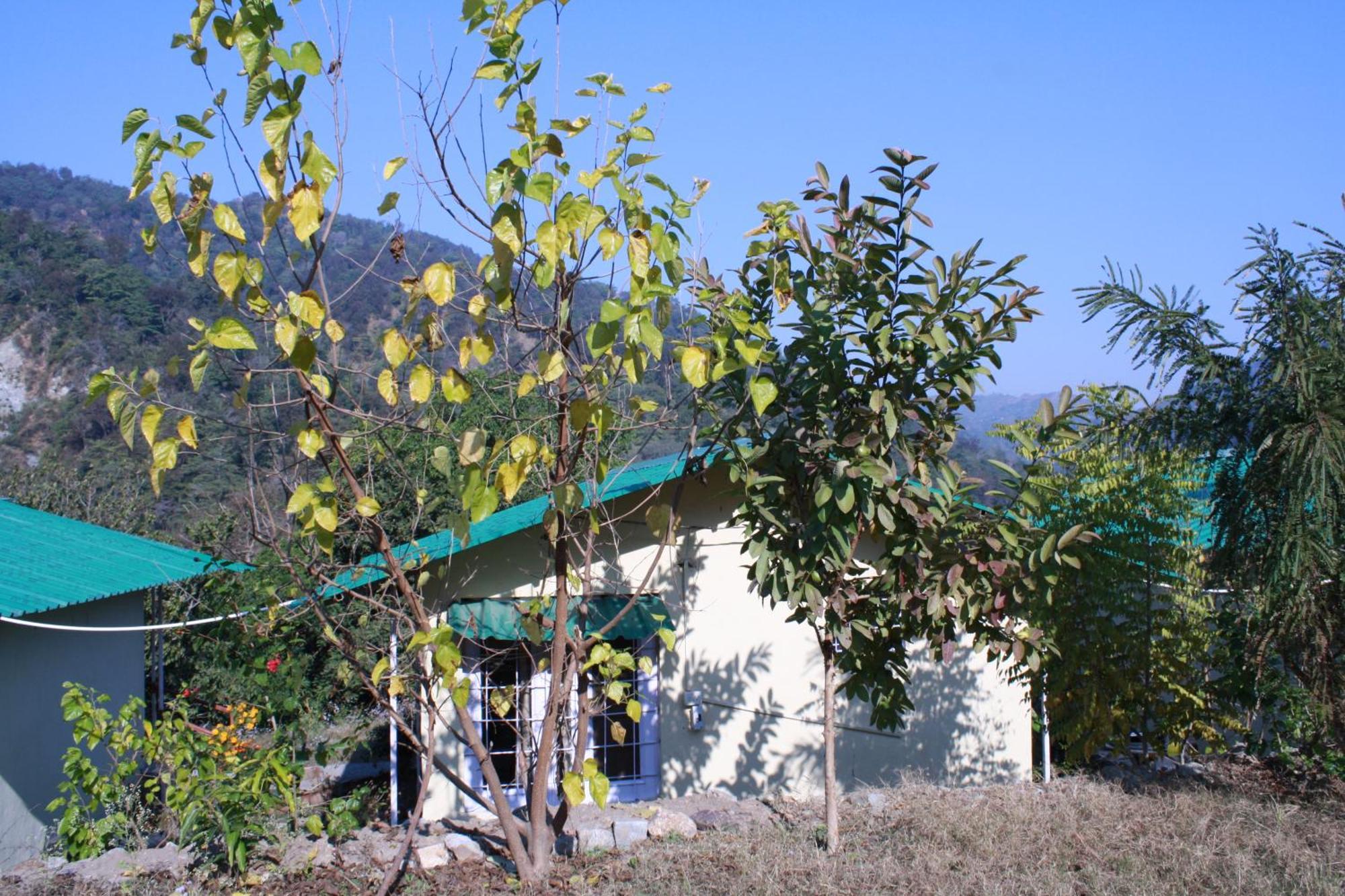 Shoolin Jungle * Rishikesh