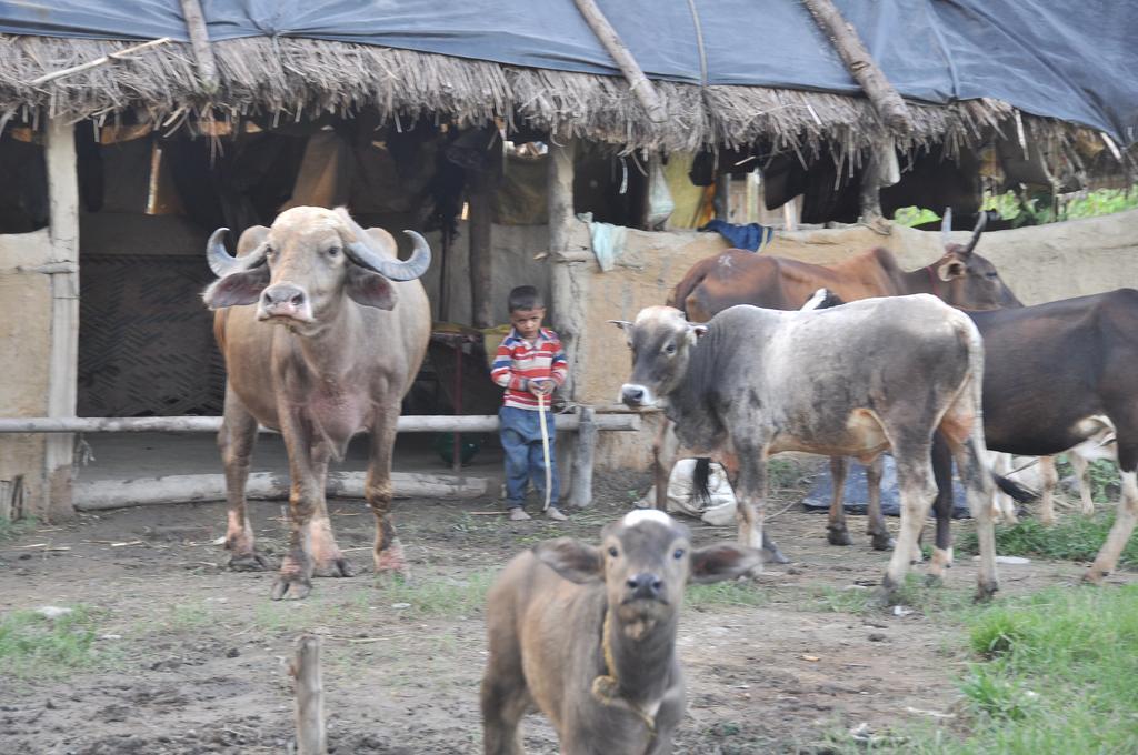 Nature Care Village- Rajaji National Park * Rishikesh