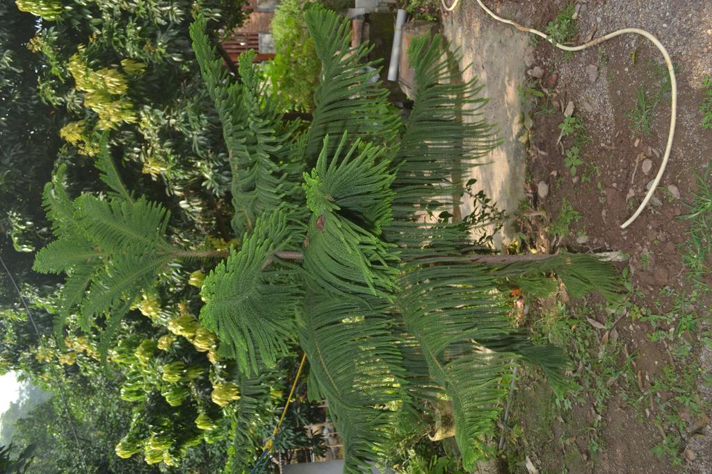 Mount Valley Mama Rishikesh