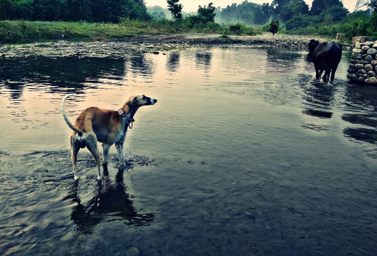 Farm stay Nature Care Village- Rajaji National Park